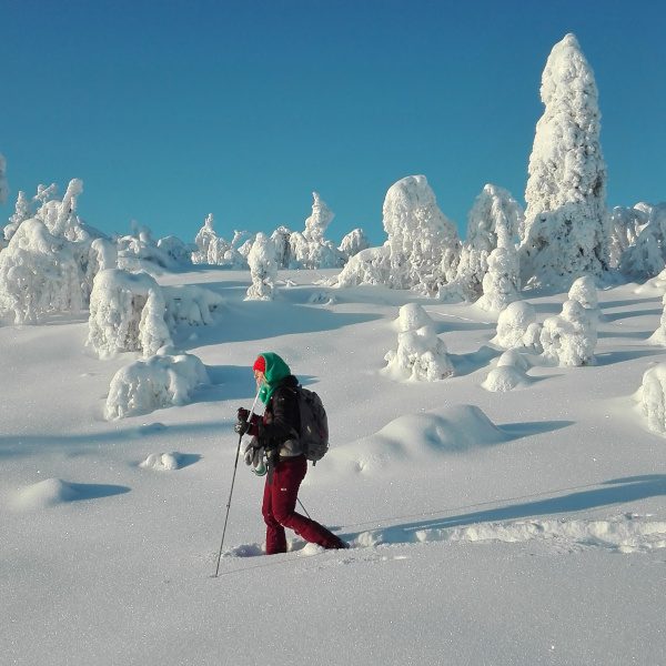 Person snowshoeing during bright daylight in snowy forest